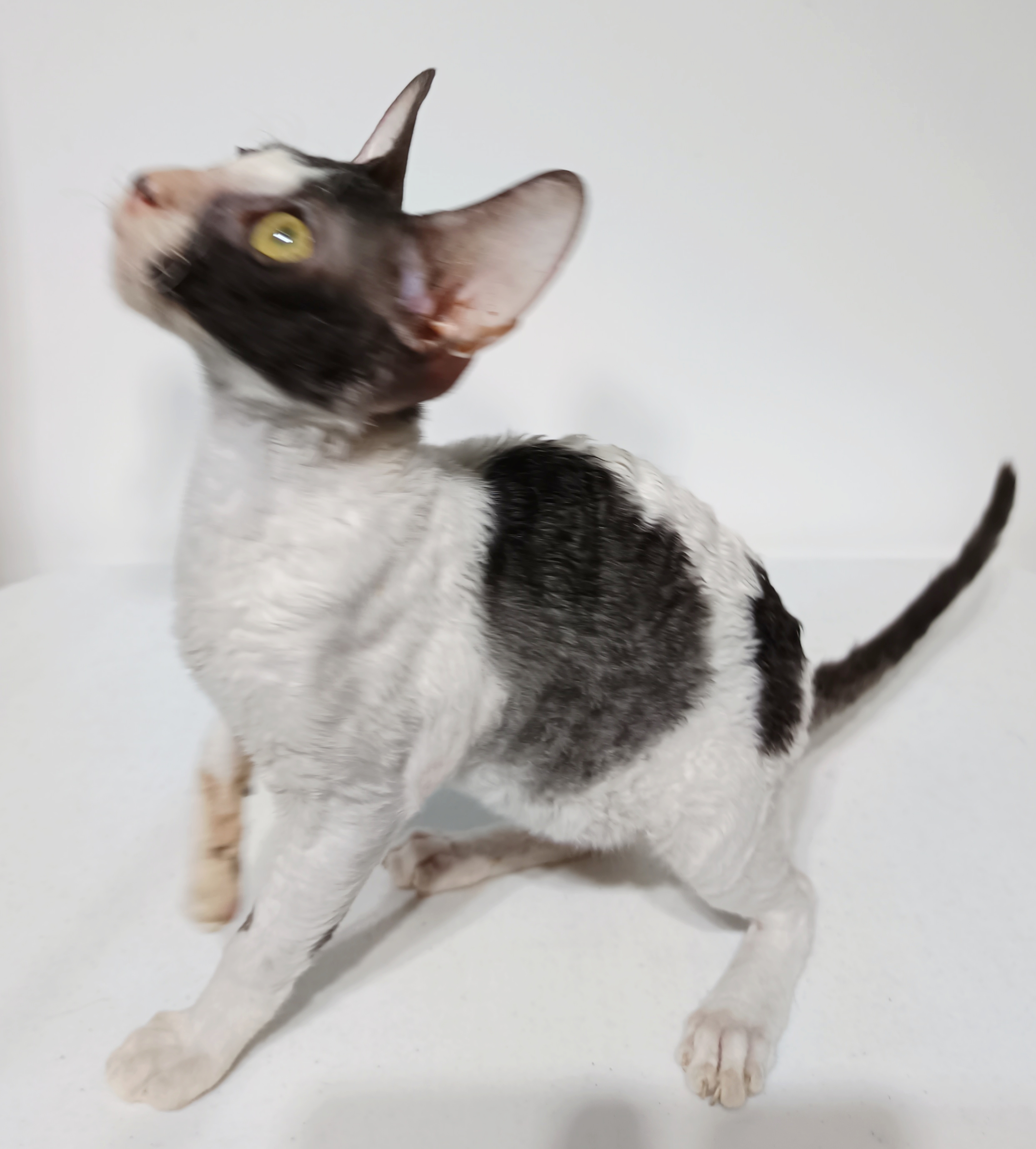 Xinema Of Reebonz Ph